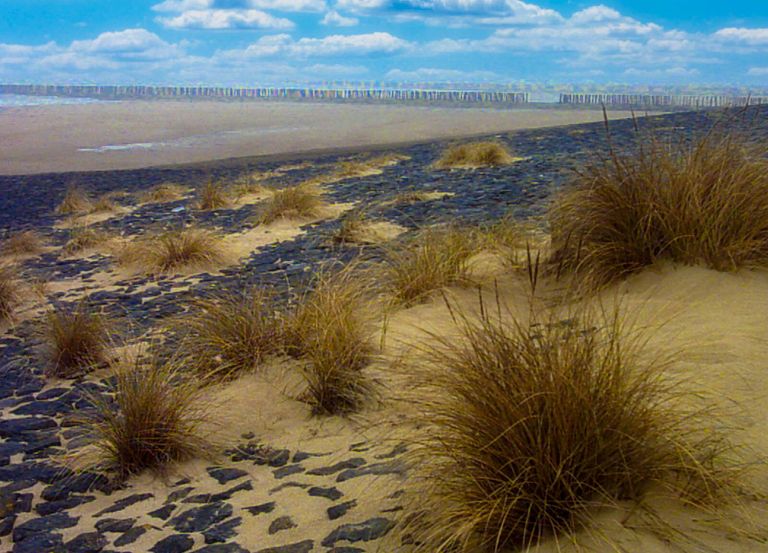 Strandhafer an der Küste vor Ostende